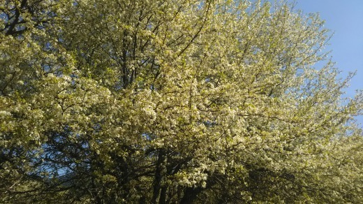 DSC_0039.jpg
