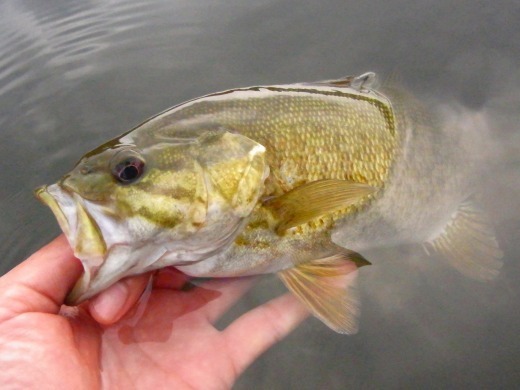 春ゼミの大合唱の中 裏磐梯釣行 釣れない現場から実況中継 等
