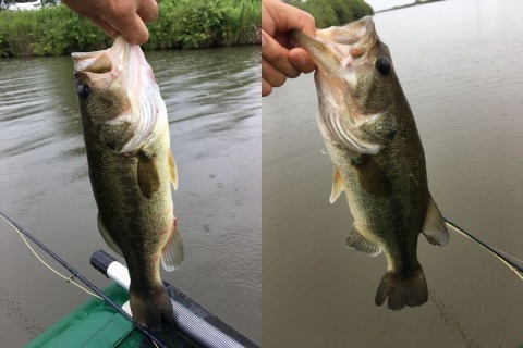 bass20180623.jpg
